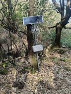 Solar-powered environmental sensor station mounted on a tree, part of an IoT field deployment for data collection