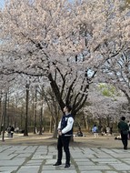 Standing beneath blooming cherry blossom trees in a Seoul park during the research secondment at Yonsei University